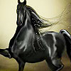 play Flying Black Horse Puzzle