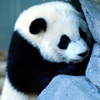 play Panda Puzzle