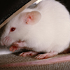 play White Mouse Puzzle