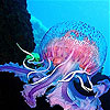 play Colorful Chubby Jellyfish Slide Puzzle