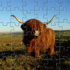 play Highland Cow Jigsaw
