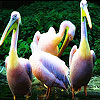 play Yellow Head Pelicans Slide Puzzle