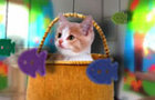 play New Kitten Home