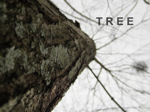 play T R E E