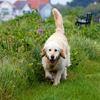 play Jigsaw: Golden Retriever