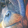 play Old Orangutan Slide Puzzle