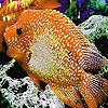 play Big Orange Fish Puzzle