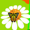 play Find The Butterfly