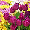 play Alpine Flowers Hidden Numbers