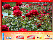 play Puzzle Craze - Rose Garden