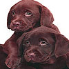play Cute Coffee Dogs Puzzle