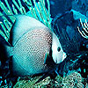 play Turquoise Ocean Fish Puzzle