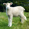 play Jigsaw: Lamb