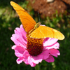 play Jigsaw: Orange Butterfly