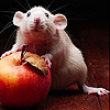 play Apple And Mouse Slide Puzzle
