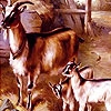 Goats In The Barn Puzzle