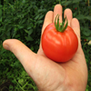 play Jigsaw: Tomato In Hand