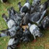 play Pigeons Slider