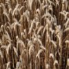 play Wheat Slider