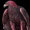 play Ambitious Eagle Slide Puzzle