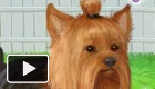play Yorkshire Terrier