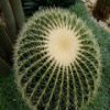play Cactus Slider