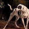play Big Garden Doggies Hidden Numbers