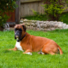 play Jigsaw: Boxer
