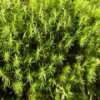 play Moss Slider