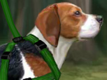 play Beagle Training Kissing