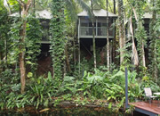 play Daintree Rainforest Escape
