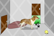 play Animal Shelter Escape