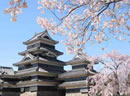 play Sssg - Cherry Blossoms