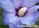 play Bloomy Differences