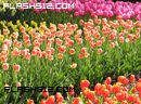 play Sssg - Botanical Gardens