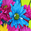 play Jigsaw: Bright Flowers