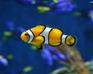 play Fishy Here We Go!!!