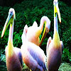 play Beautiful Ocean Pelicans Puzzle