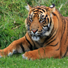 play Jigsaw: Tiger Portrait