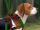 play Beagle Training