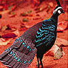play Fantastic Pheasant Slide Puzzle