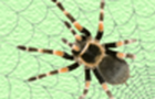 play Spider Td