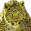 play The Nature Leopards Puzzle