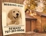 play Missing Goldy