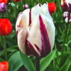 play Tulip Flower Jigsaw Puzzle