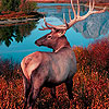 play Red Forest Deers Puzzle