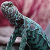 play Old Worn Chameleon Puzzle