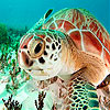 play Red Sea Turtle Puzzle