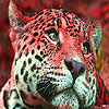 play Red Wild Tigers Puzzle