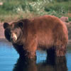 play The Bear Jigsaw Puzzle